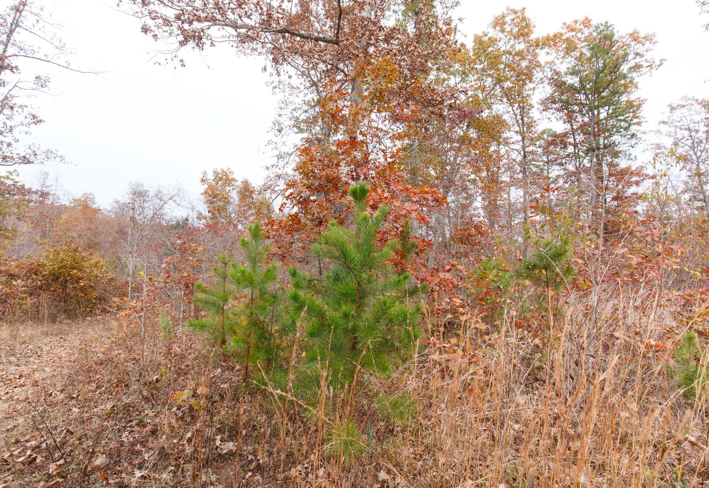 Hawkcrest Tract 3 photo 12