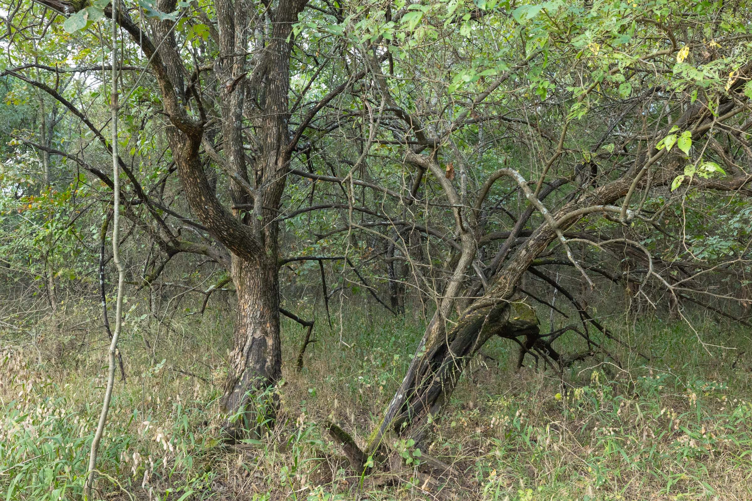 Reserves At Cattail Cove Phase II Tract 74 photo 4