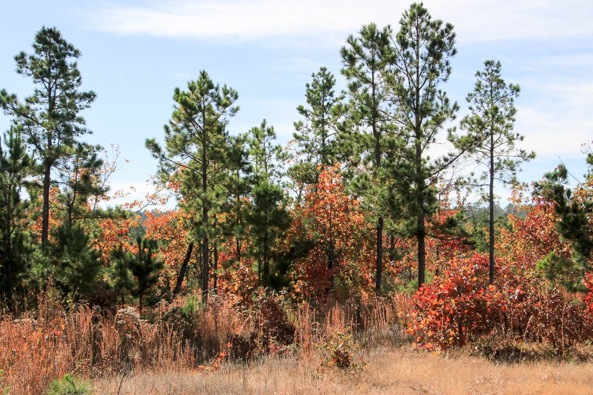 Stone Creek Phase III Tract 35 photo 4