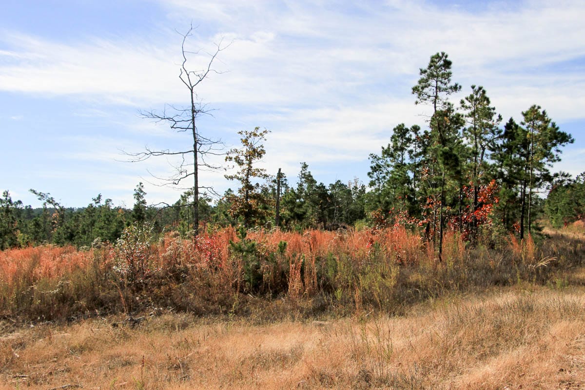 Stone Creek Phase III Tract 35 photo 10