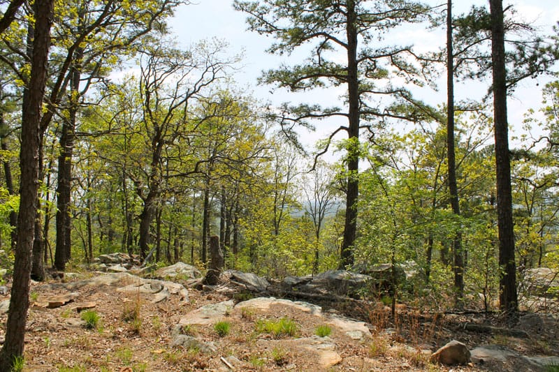 Kiamichi Wilderness Tract 211 photo 1