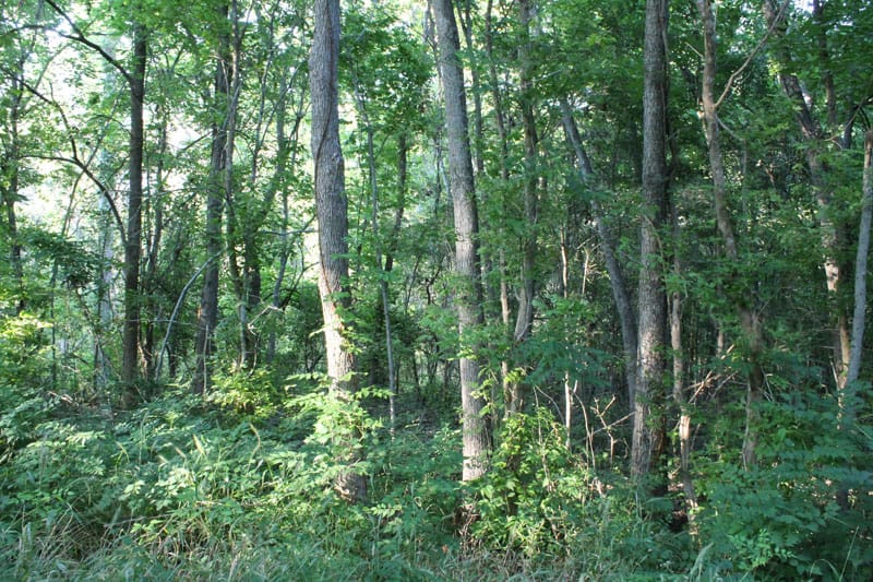Tahitian Village Tract 683 photo 12