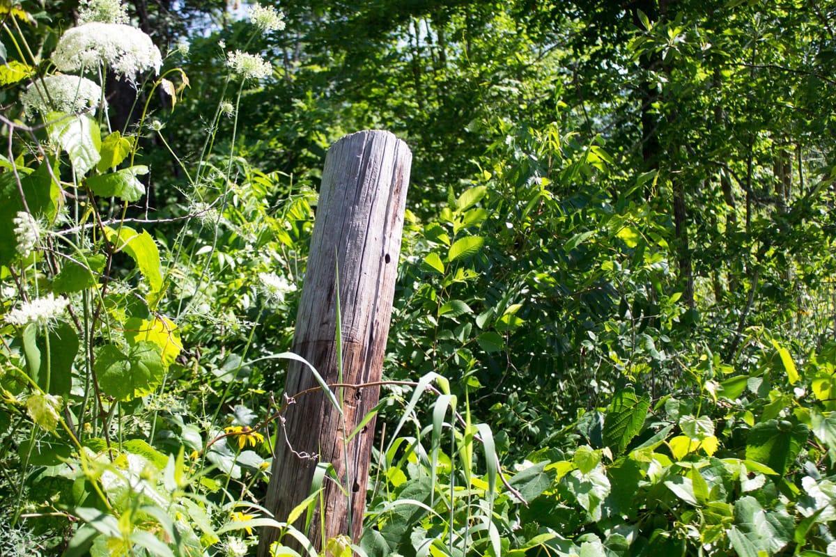 Timber Crossing Tract 5 photo 5