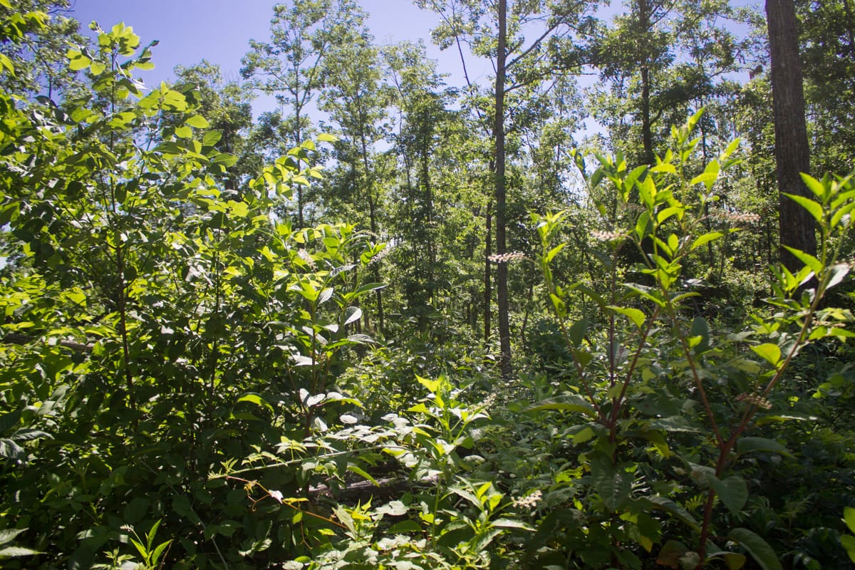 Timber Crossing Tract 5 photo 9