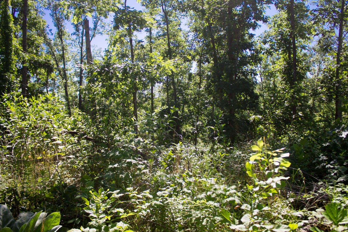 Timber Crossing Tract 5 photo 10