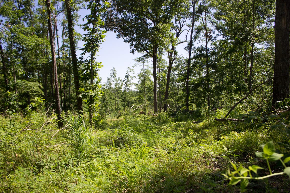 Timber Crossing Tract 5 photo 11