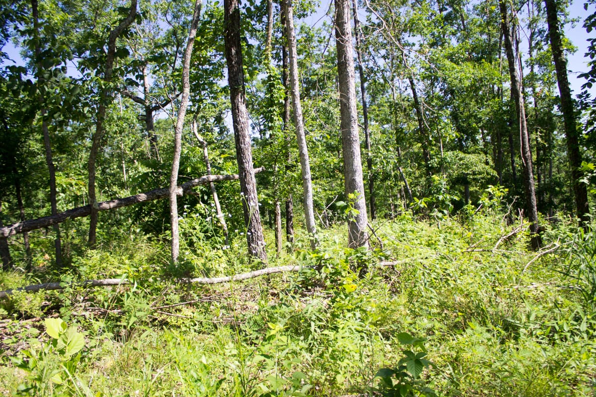 Timber Crossing Tract 5 photo 12
