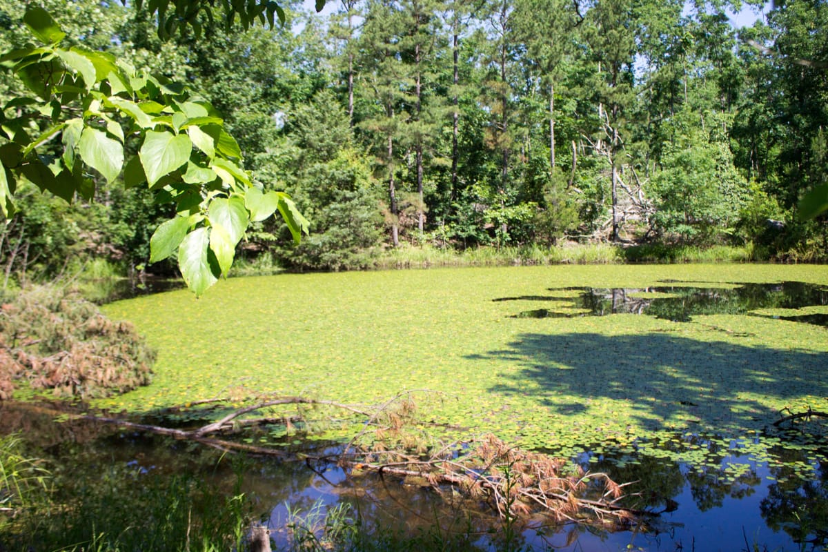 Timber Crossing Tract 5 photo 18