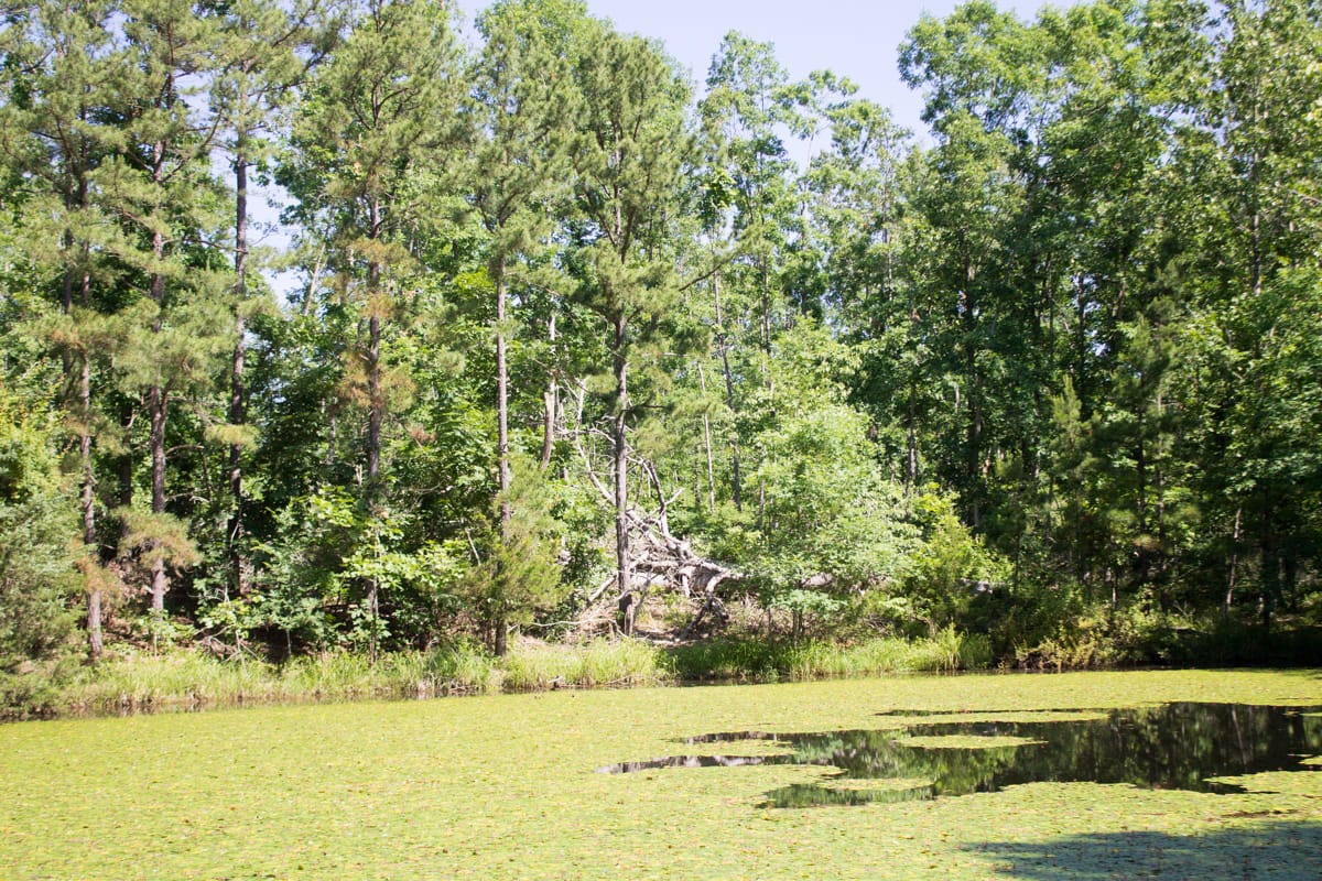 Timber Crossing Tract 5 photo 20