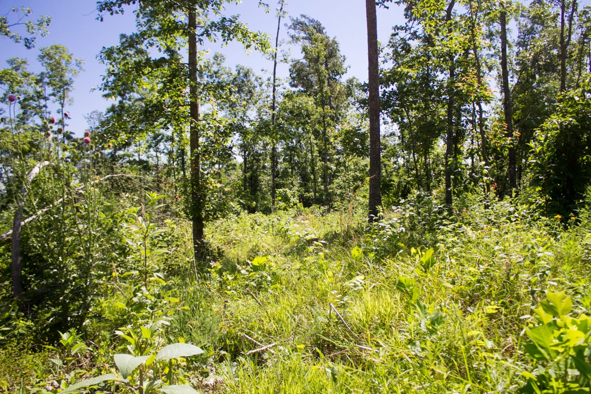 Timber Crossing Tract 5 photo 28