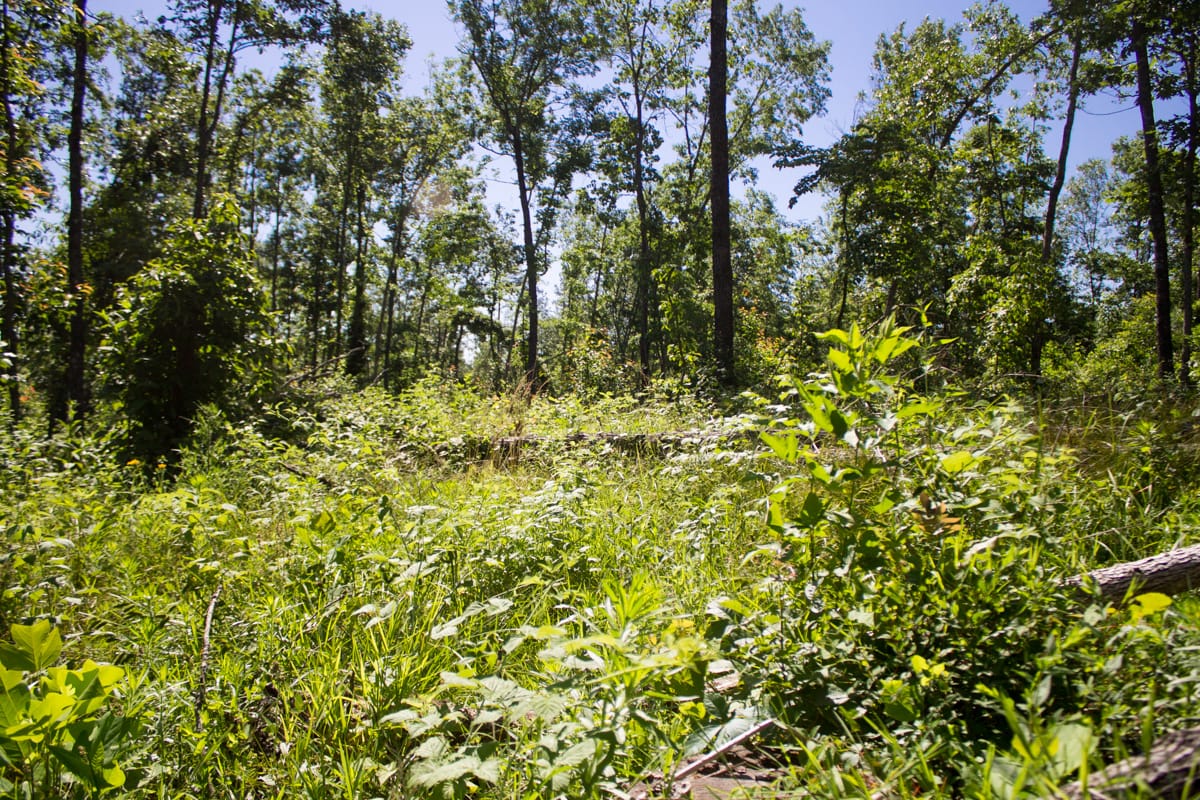 Timber Crossing Tract 5 photo 29