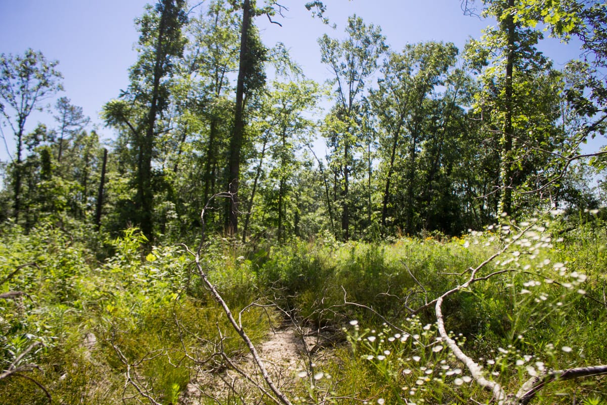 Timber Crossing Tract 5 photo 30