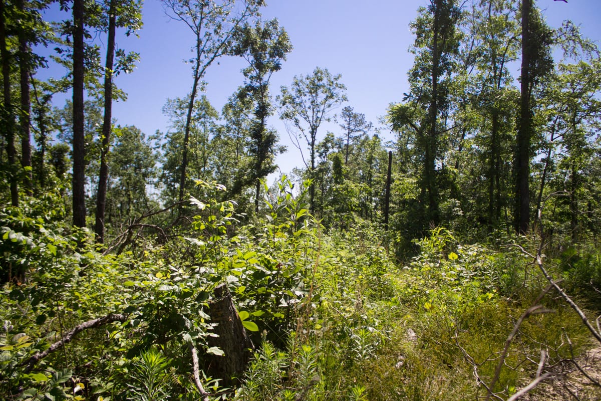 Timber Crossing Tract 5 photo 31