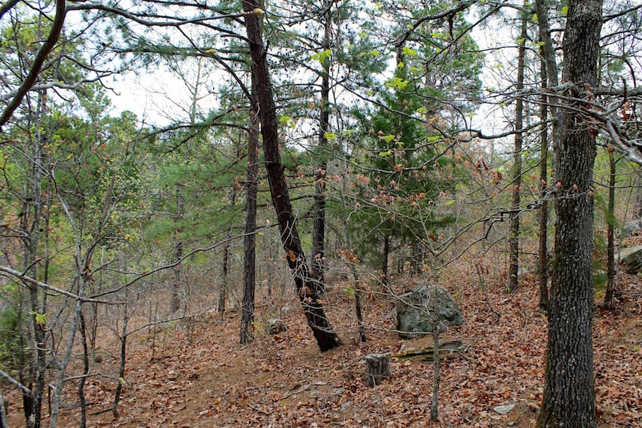 Trophy Ridge Phase III Tract 40 photo 2