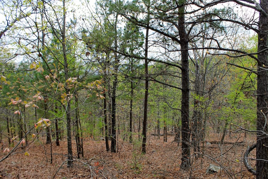 Trophy Ridge Phase III Tract 40 photo 3
