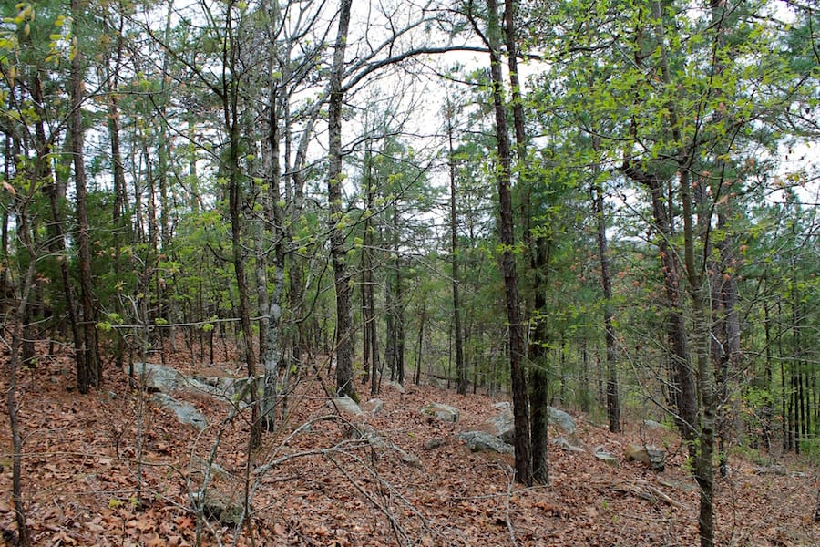 Trophy Ridge Phase III Tract 40 photo 4