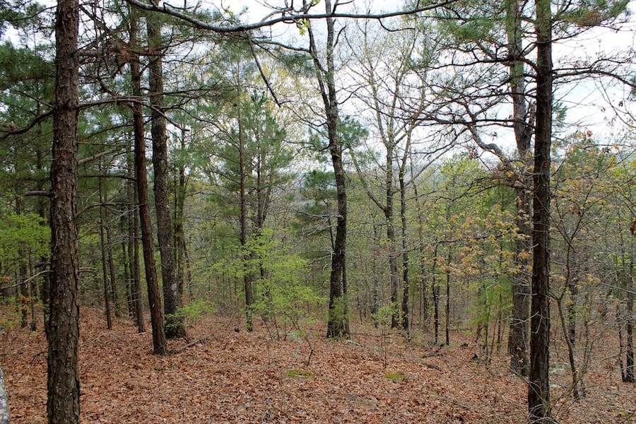 Trophy Ridge Phase III Tract 40 photo 5