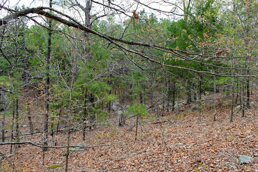 Trophy Ridge Phase III Tract 40 photo 6