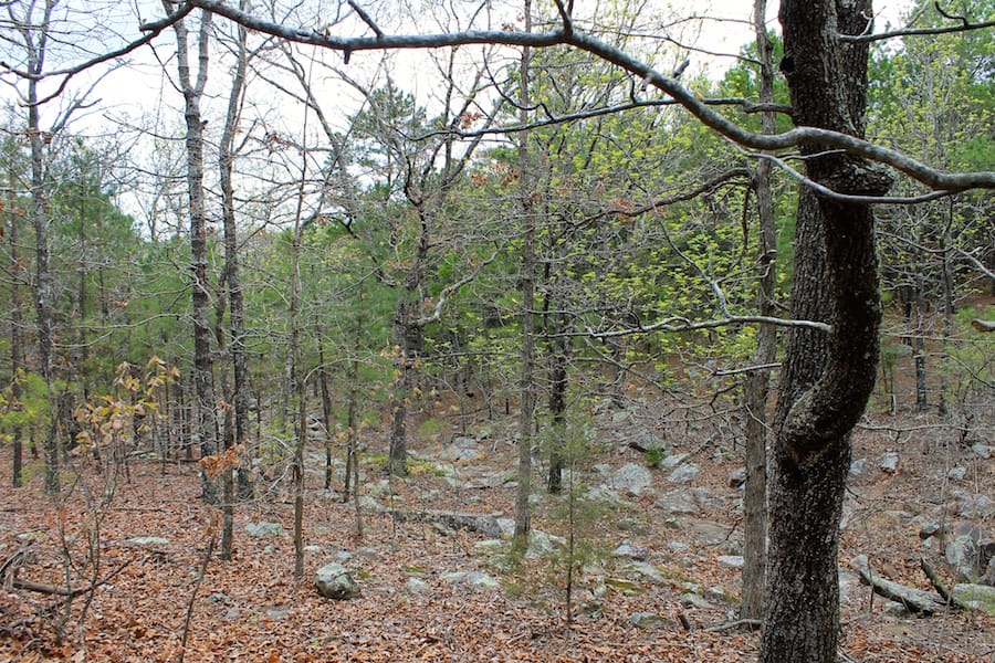 Trophy Ridge Phase III Tract 40 photo 7