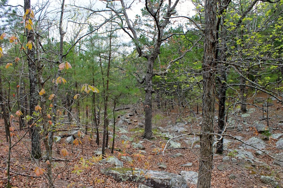 Trophy Ridge Phase III Tract 40 photo 8