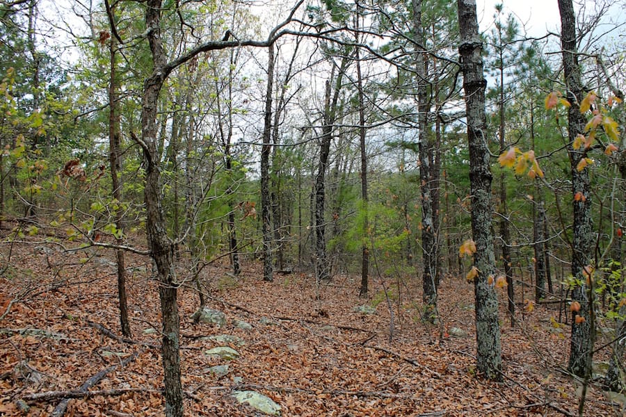 Trophy Ridge Phase III Tract 40 photo 9