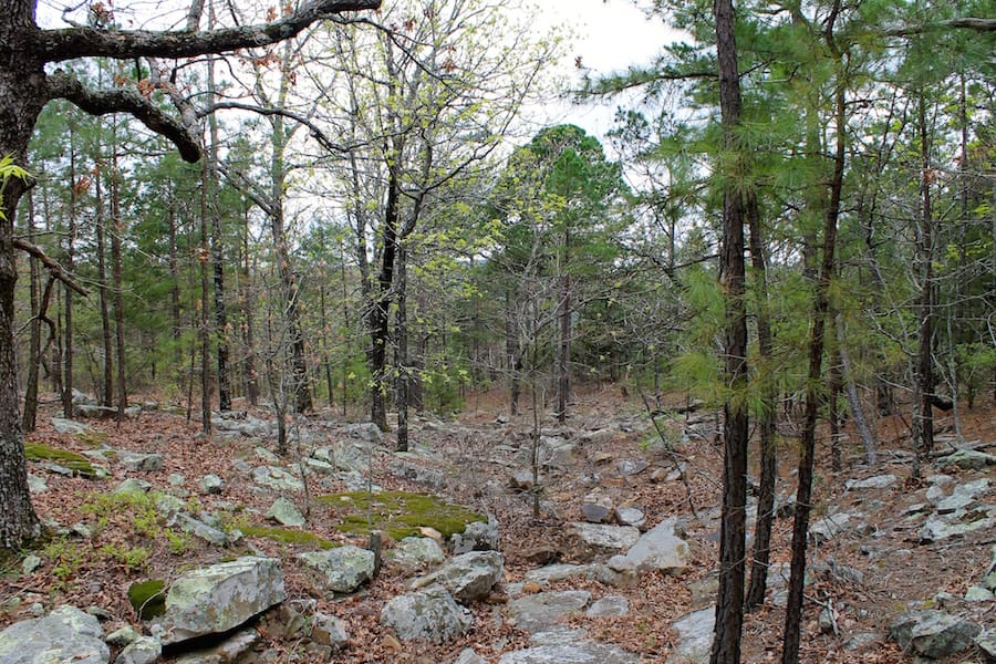 Trophy Ridge Phase III Tract 40 photo 11