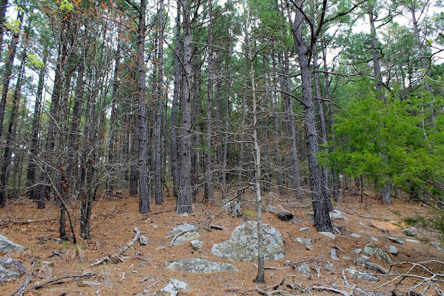 Trophy Ridge Phase III Tract 40 photo 12