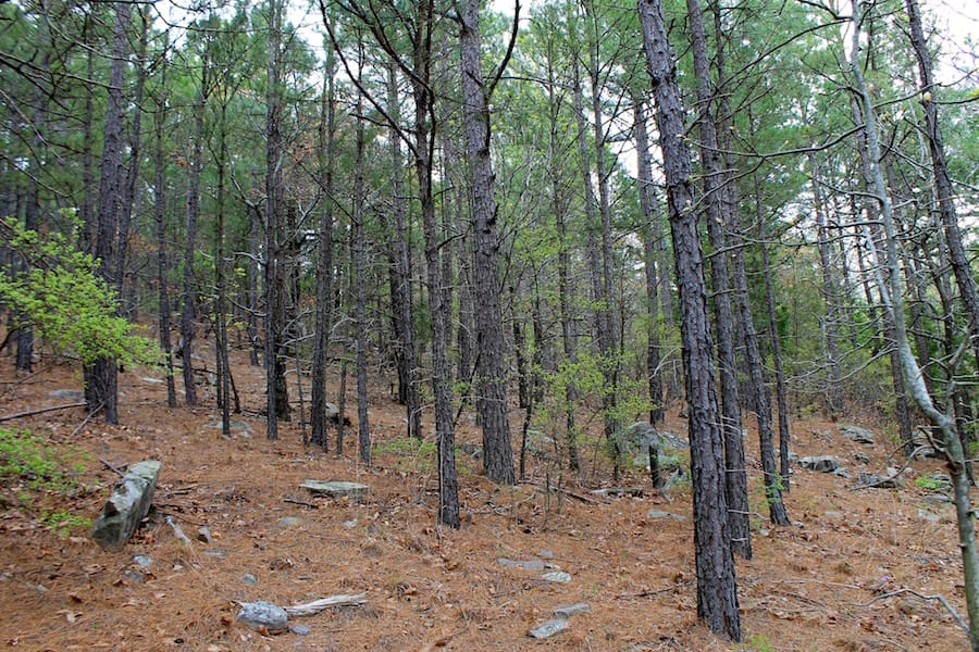 Trophy Ridge Phase III Tract 40 photo 13