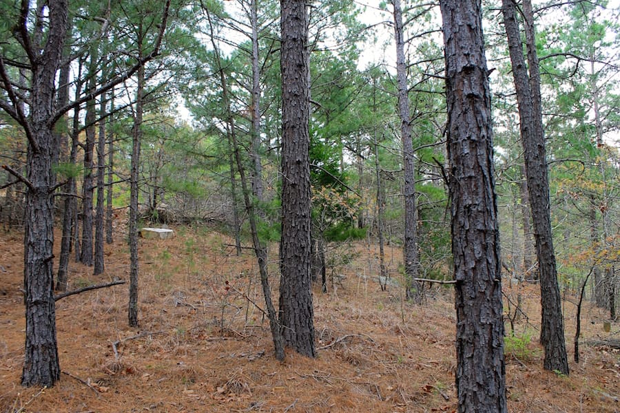 Trophy Ridge Phase III Tract 40 photo 14