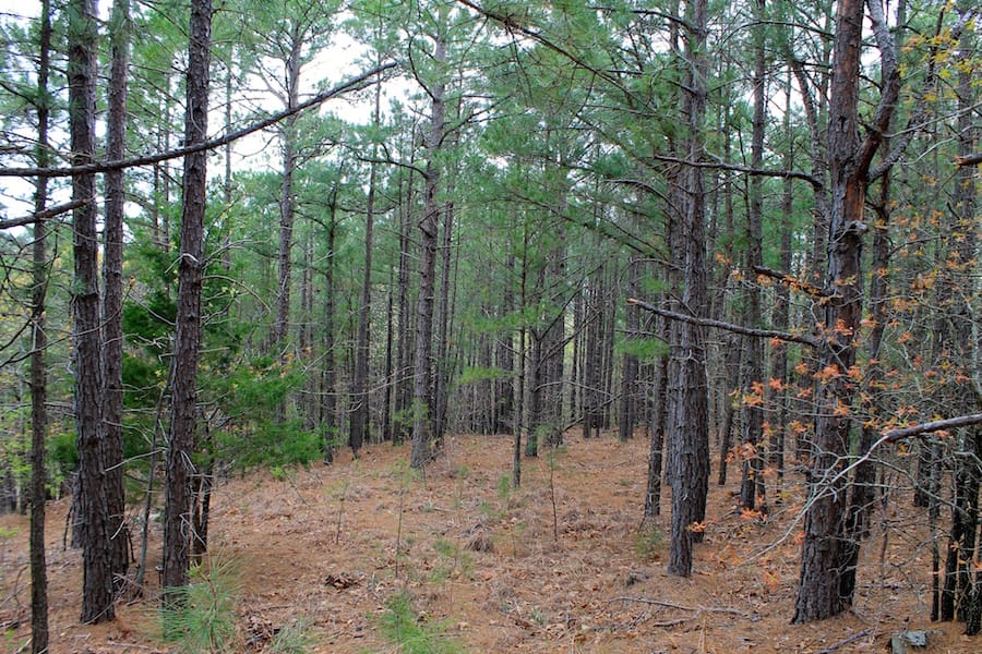 Trophy Ridge Phase III Tract 40 photo 15