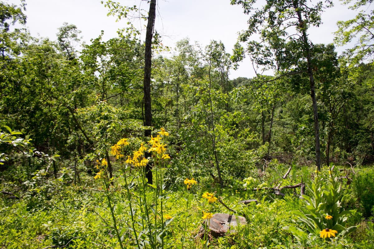 Timber Crossing Tract 14 photo 4