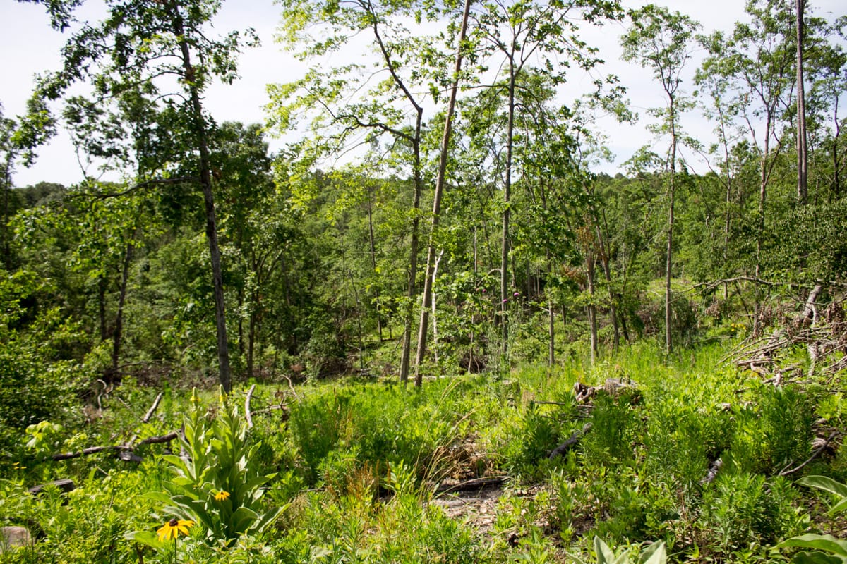 Timber Crossing Tract 14 photo 5