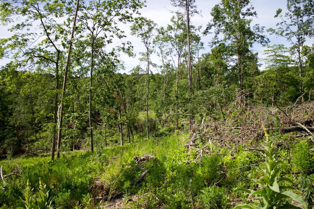 Timber Crossing Tract 14 photo 6