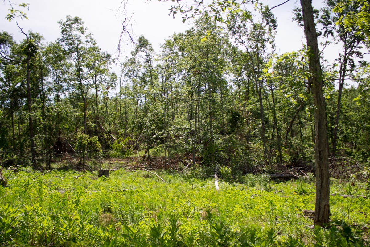 Timber Crossing Tract 14 photo 7