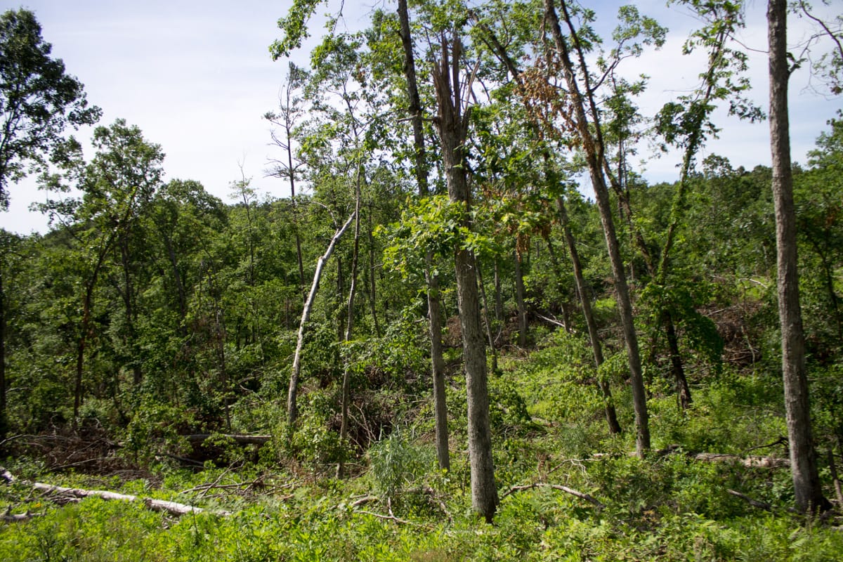 Timber Crossing Tract 14 photo 8
