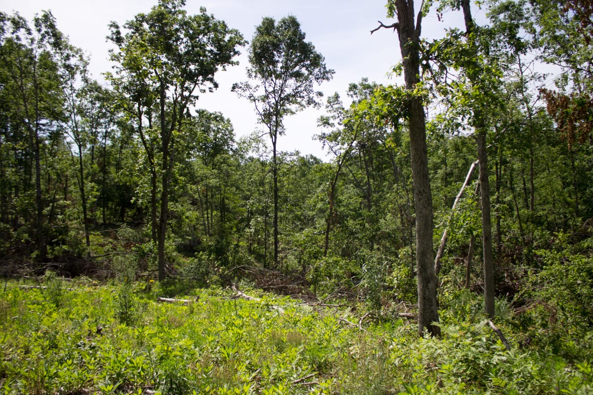 Timber Crossing Tract 14 photo 9