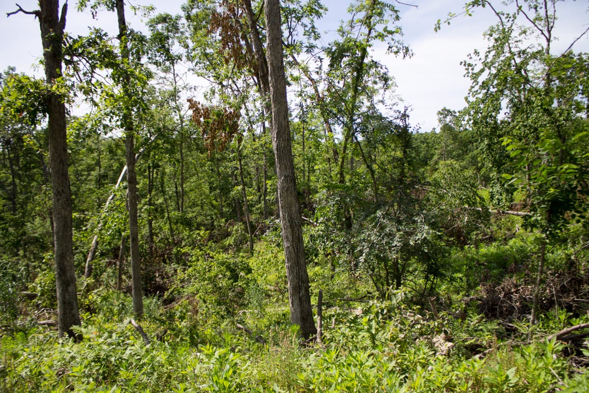 Timber Crossing Tract 14 photo 10