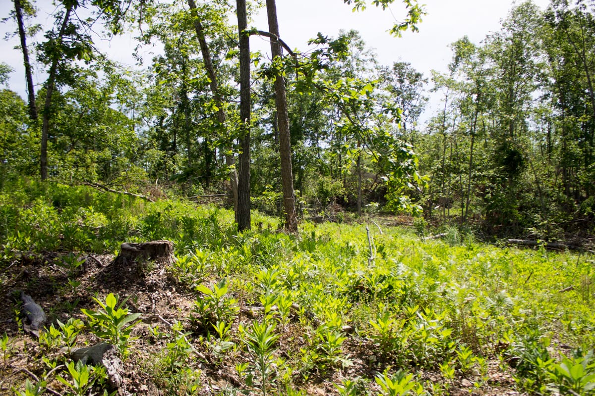 Timber Crossing Tract 14 photo 11
