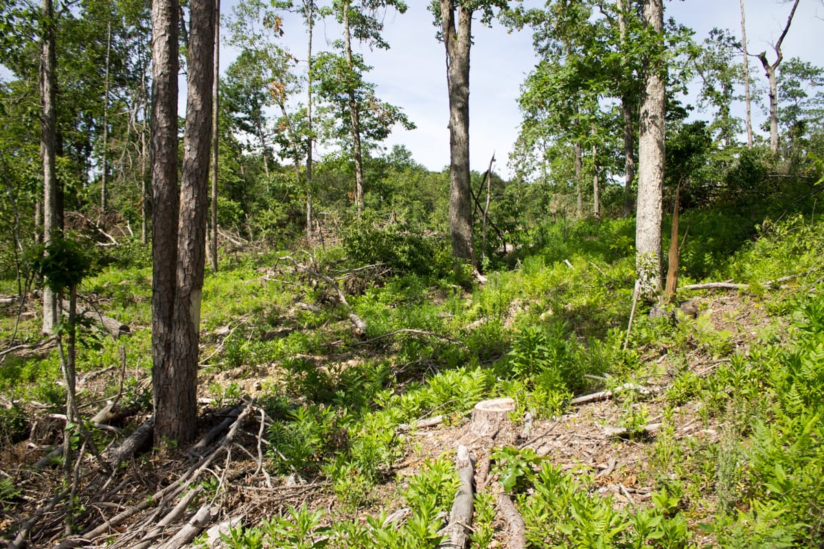Timber Crossing Tract 14 photo 12
