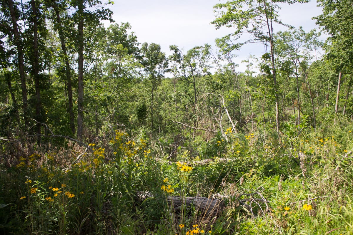 Timber Crossing Tract 14 photo 1