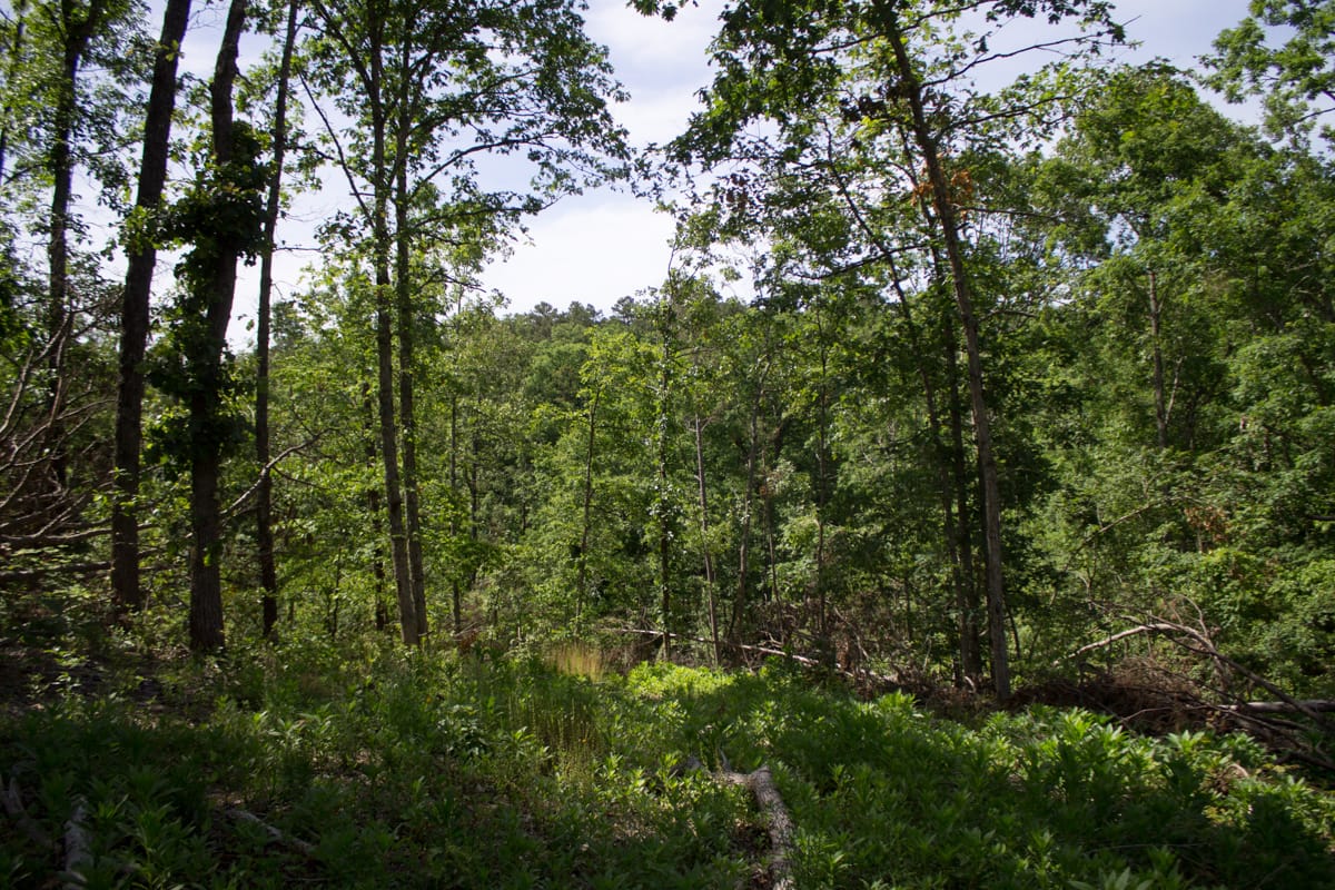 Timber Crossing Tract 14 photo 14
