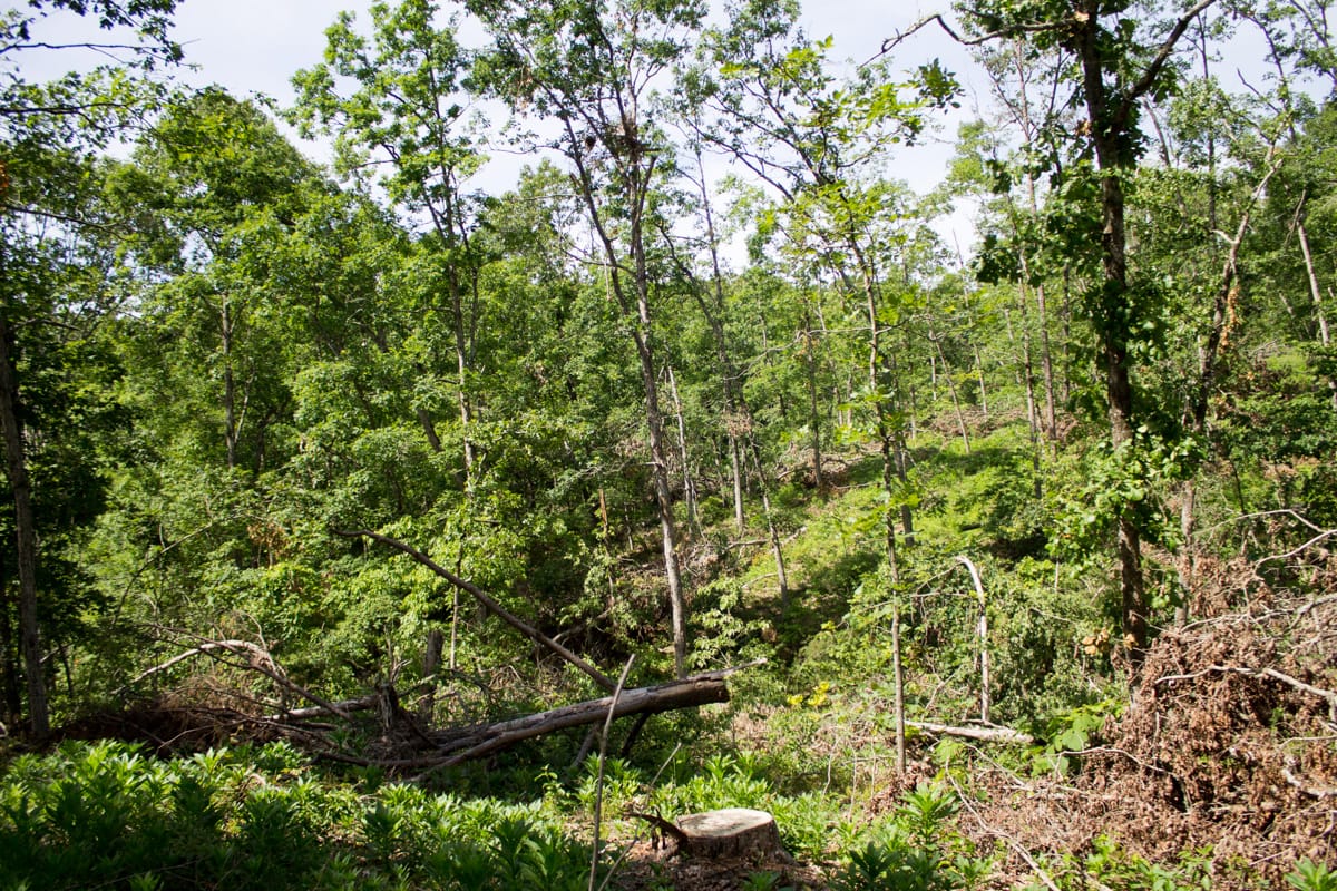 Timber Crossing Tract 14 photo 15