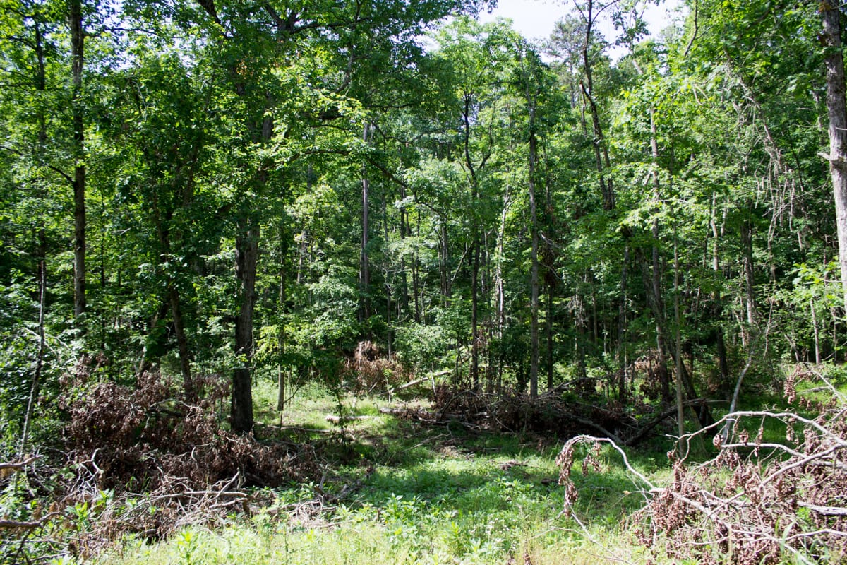 Timber Crossing Tract 14 photo 16