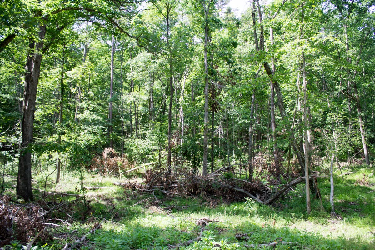 Timber Crossing Tract 14 photo 18