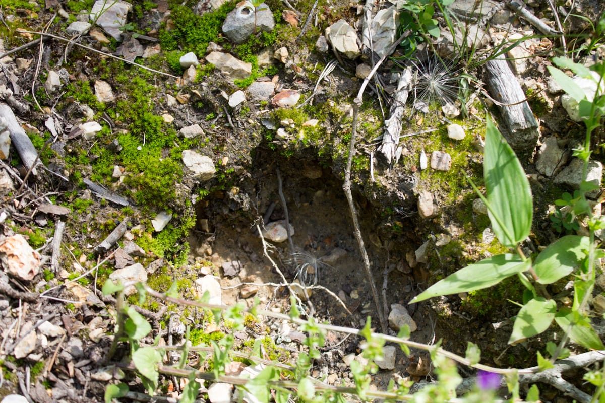 Timber Crossing Tract 14 photo 20