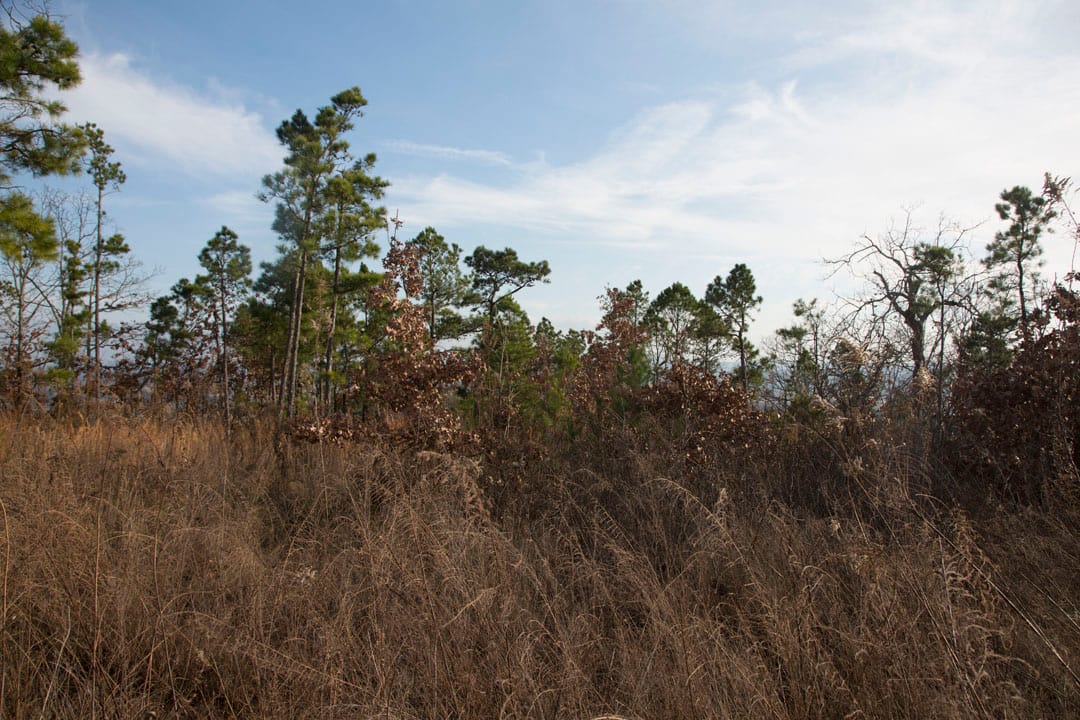 Stone Creek Phase III Tract 89 photo 8