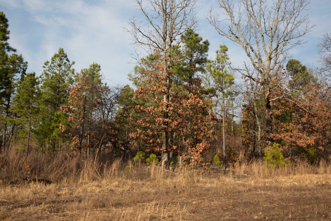 Stone Creek Phase III Tract 89 photo 12