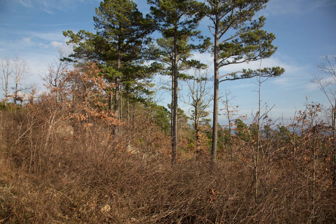 Stone Creek Phase III Tract 89 photo 20