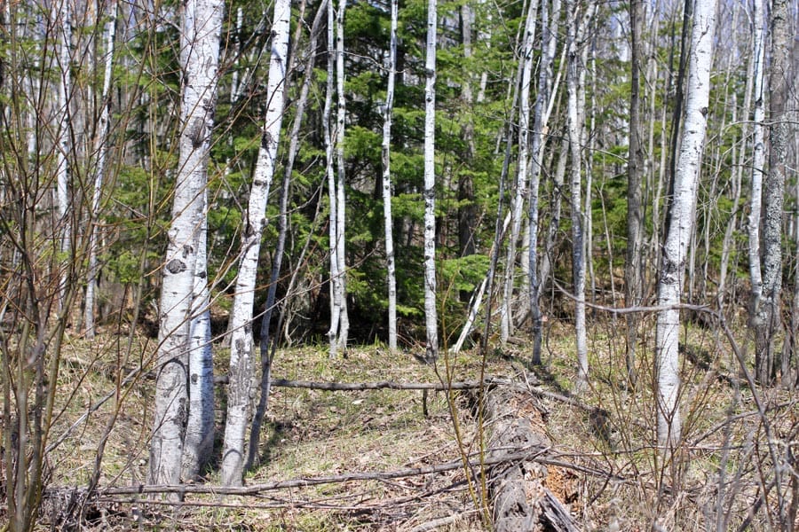 Abby Point Tract 7 photo 8