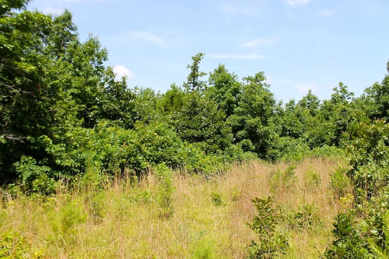 Green Mountain Ranch Tract 29 photo 2